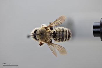 Media type: image;   Entomology 791022 Description: Specimen documentation photo of habitus dorsal viewfrom specimen MCZ:Ent:791022, captured on2022-09-01;  Aspect: habitus dorsal view